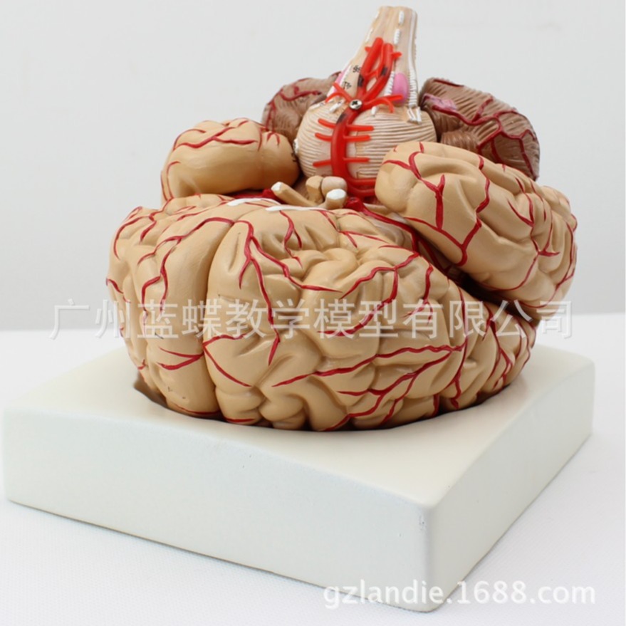 Modelo de cerebro humano modelo cerebrovascular modelo de anatomía del cerebro modelo de enseñanza médica dividido en 8 piezas boutique