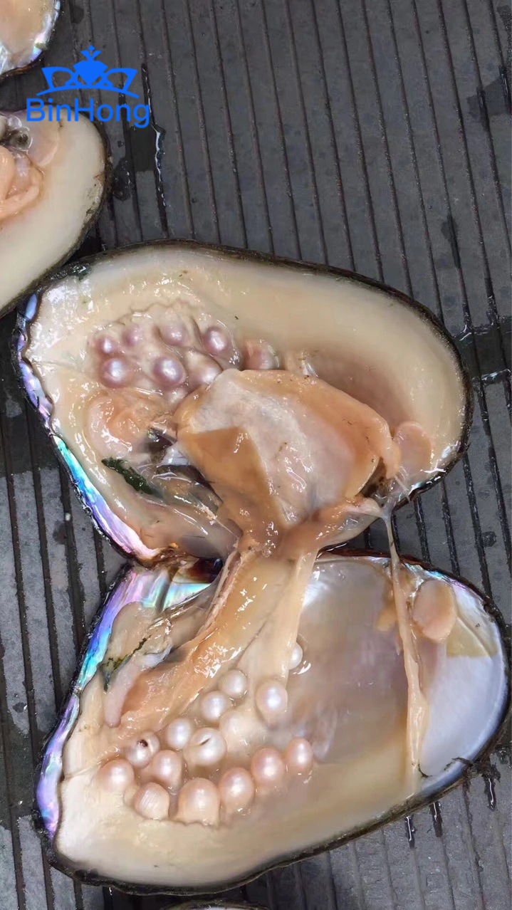 淡水养殖珍珠蚌 海鲜 鲜活 贝类水产养殖鲜活  淡水养殖珍珠蚌 大