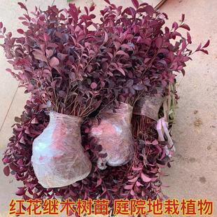�t���^ľ���ļ��t�~ֲ������e��ͥԺ�h�ʾG������С��t��ľ��