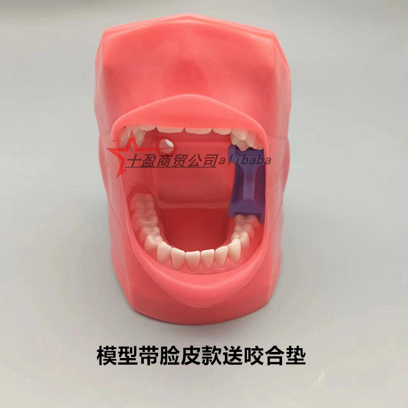 口腔シミュレーション練習頭型歯模型口腔歯科教育材料器械型歯模型練習型