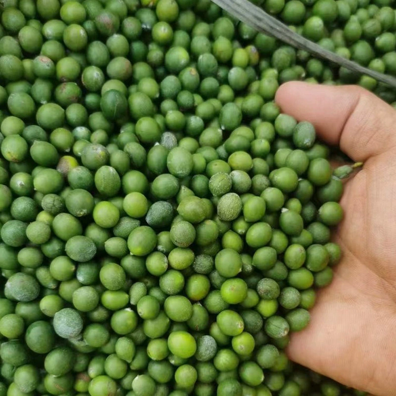 Производитель оптовых семян постериса Семена сосны Семена Posteraceae вечнозеленые семена садовых деревьев