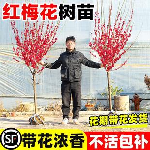 �t÷�������ͺ�ͥԺ�����ļ�����ֲ�����t÷�D÷��ɰ÷�G÷����