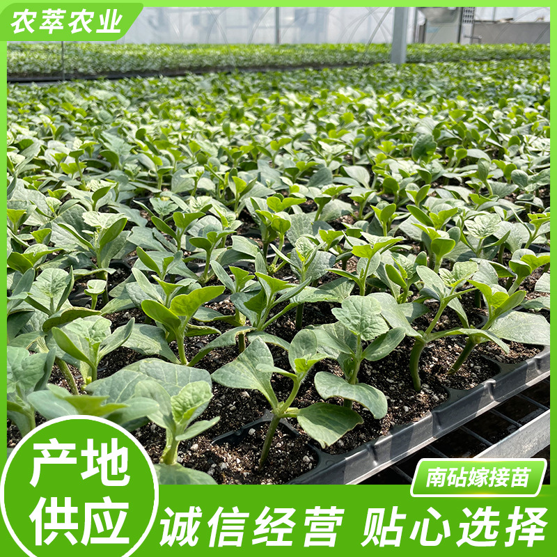 产地供应基地直发南瓜砧嫁接苗南瓜苗种子可食用阳台种植育苗盆栽