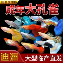 ��ȸ�~�^�p�~���w���~�ᎧС�͵�ˮ�R�Pβ�~���B�ͻ��׷�ֳ���~��