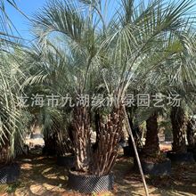 广东棕榈树布迪椰子产地 四川布迪椰子3米杆棕榈树报价