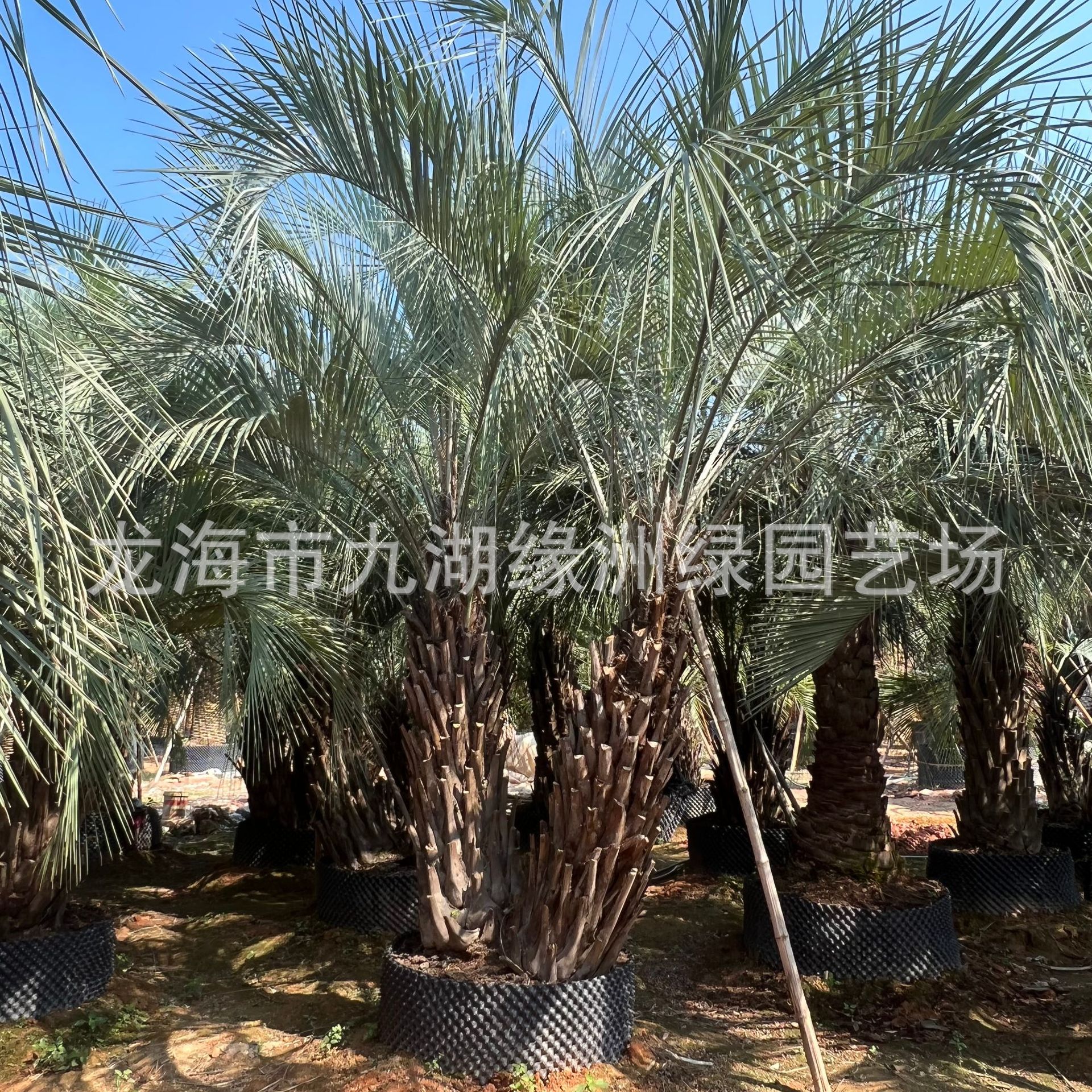 湖北布迪椰子基地批发浙江棕榈树产地四川老人葵棕榈庭院景观树