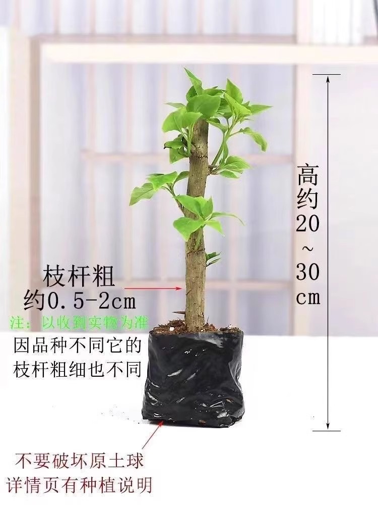 详情图