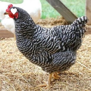 ����J���u���u�缃�N�J���u��Ó�������uС�u�������ĸ�u