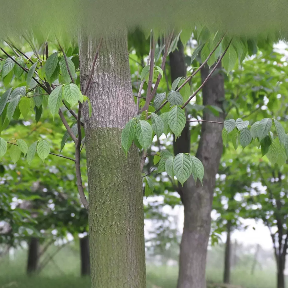 供应杜仲树苗，5年苗，10年苗米径20公分，中药材杜仲树苗