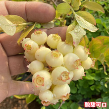 {ݮԵϷNֲͥԺ箔Y{ݮ