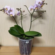 12cm透明控根兰花盆塑料透气加厚大号热植海芋花烛蔓绿绒专用花盆