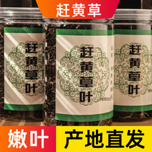 ƷAҰؼsSșDøβĴsSݲsS