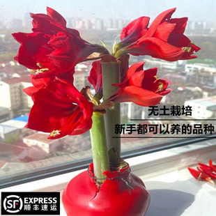 Dropshipping Amaryllis Wax Ball Large Ball New Year Valentine's Day Goddess Gift for Girlfriend Imported Sealing Wax Lazy Soilless Planting