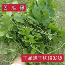 广西野采晒干山苦瓜藤 野苦瓜土瓜王瓜苦瓜莲鸭卵瓜藤叶