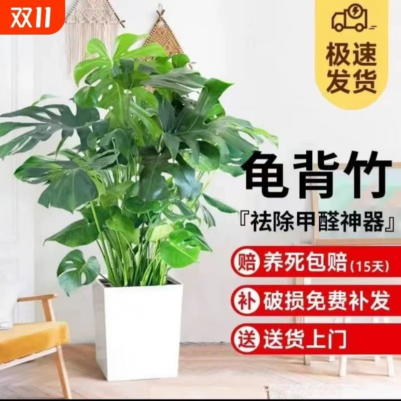 Monstera Old Stump Clusters, Green Plants for Living Room and Bedroom, Floor-Standing Potted Plants, Air Purifying Large Bonsai
