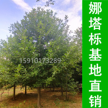 娜塔栎基地销售5-30公分娜塔栎 美国红栎 北美红橡等 规格齐全