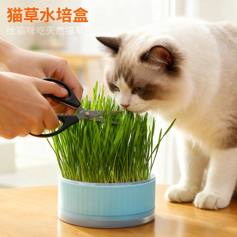Cat Grass Potted Soilless Hydroponic Box Cat Grass Cup Wheat Seed Potted Hair Ball Natural Cat Snacks