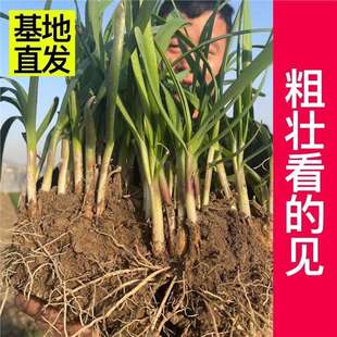 Now Dug Purple-Red New Leek Roots Broad-Leaf Leek Seedlings Indoor Balcony Four-Season Potted Large-Leaf Leek Roots Garden Vegetables