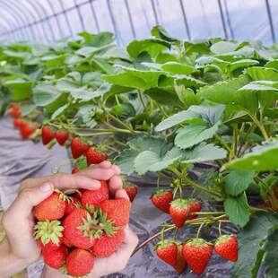 Four Seasons Strawberry Seedlings Cream Red Strawberry Seedlings Greenhouse Planting Strawberry Potted Plants That Bear Fruit in the Same Year New Seedlings with Soil Fruit Seedlings