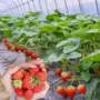 四季盆栽种植红颜草莓苗