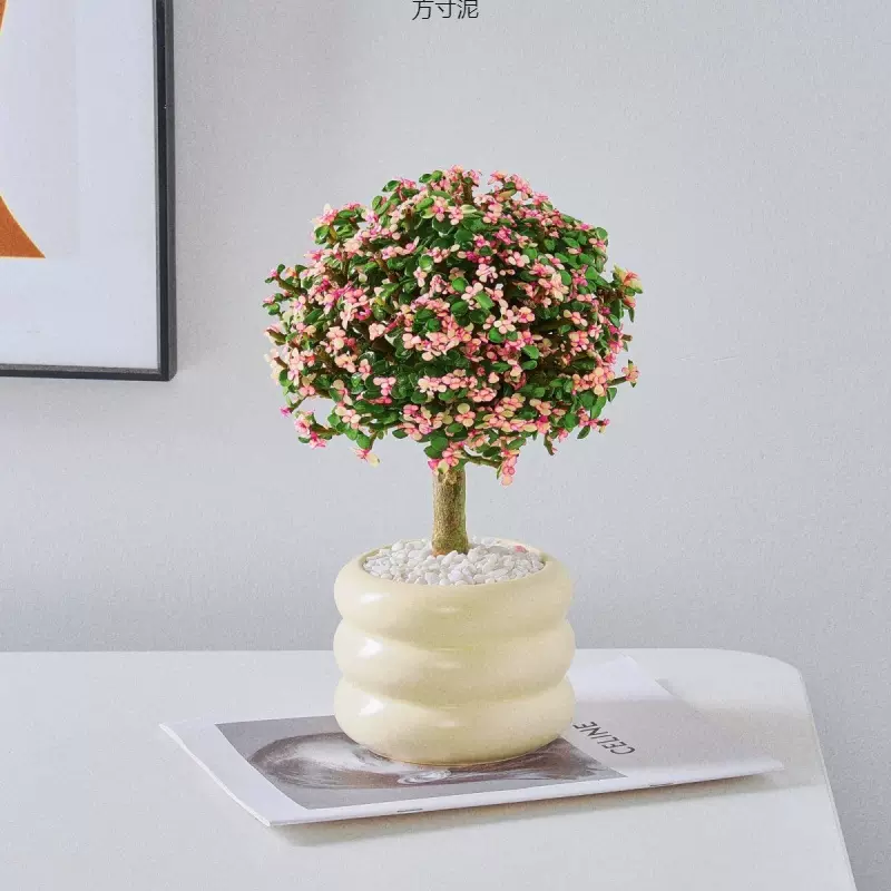 金枝玉叶棒棒糖大老桩多肉植物雅乐之舞防客厅绿植花卉厂跨境批发