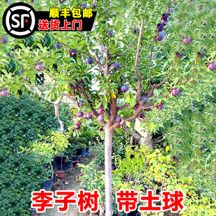 �ش����Ә��玧����t�ۺ���Ó����÷��������ϱ����NֲͥԺ����