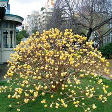 һ�����l�Y�㻨���������ͺ�����̨ͥԺ����ֲ���Y��������