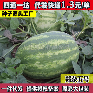 ���s��̖���ϷN����Ʒ�NƤ���������ˮ���N�ӹϹ��˷N���ѷN����