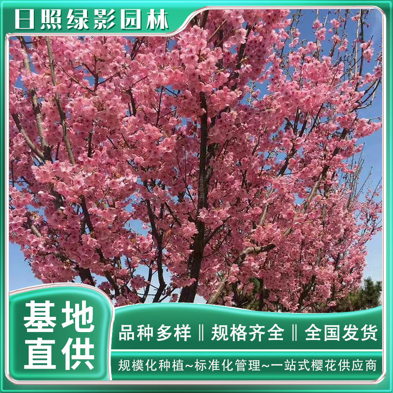 15126282226669500807 副本.jpg