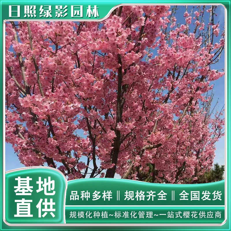 6 см Солнечный свет вишни где продать зеленую тень сад вишни база прямой солнечный свет Саженцы вишни
