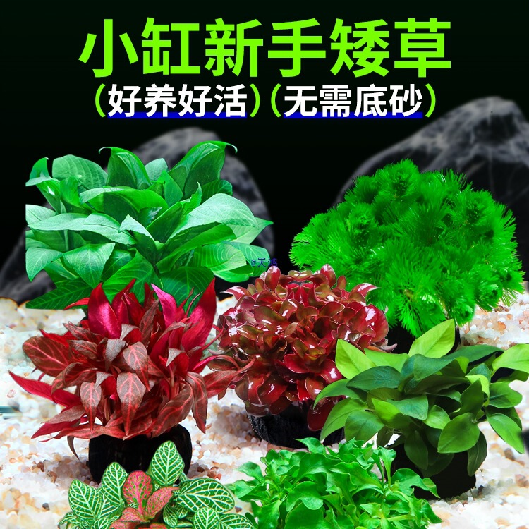 Aquatic Plant Aquarium Landscaping Ornaments Moss Plant Creeping Dwarf Pearl Japanese Ground Oxygenating High Pearl Aquatic Plant Aquatic Plant Aquarium Landscaping Ornaments Moss Plant Creeping Dwarf Pearl Japanese Ground Oxygenating High Pearl Aquatic Plant