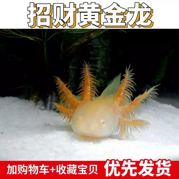 ✿8-13cm Lucky Golden Dragon 1 piece✿