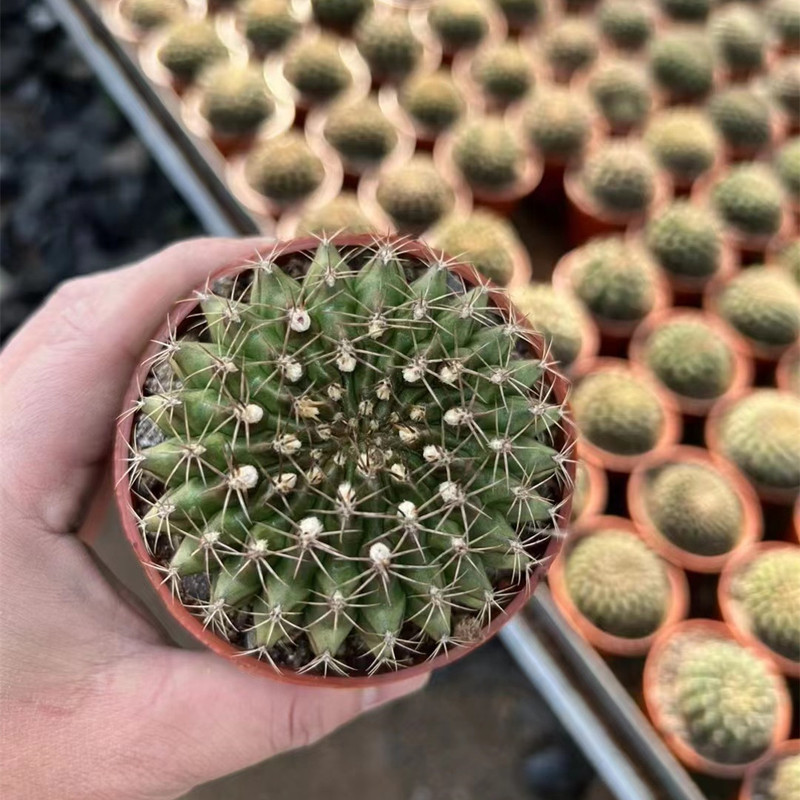 大仙人球コレクション、鉢植えの開花仙人掌、多肉植物、星兜瑞昌玉、玉龍鳳玉、玉翁|undefined