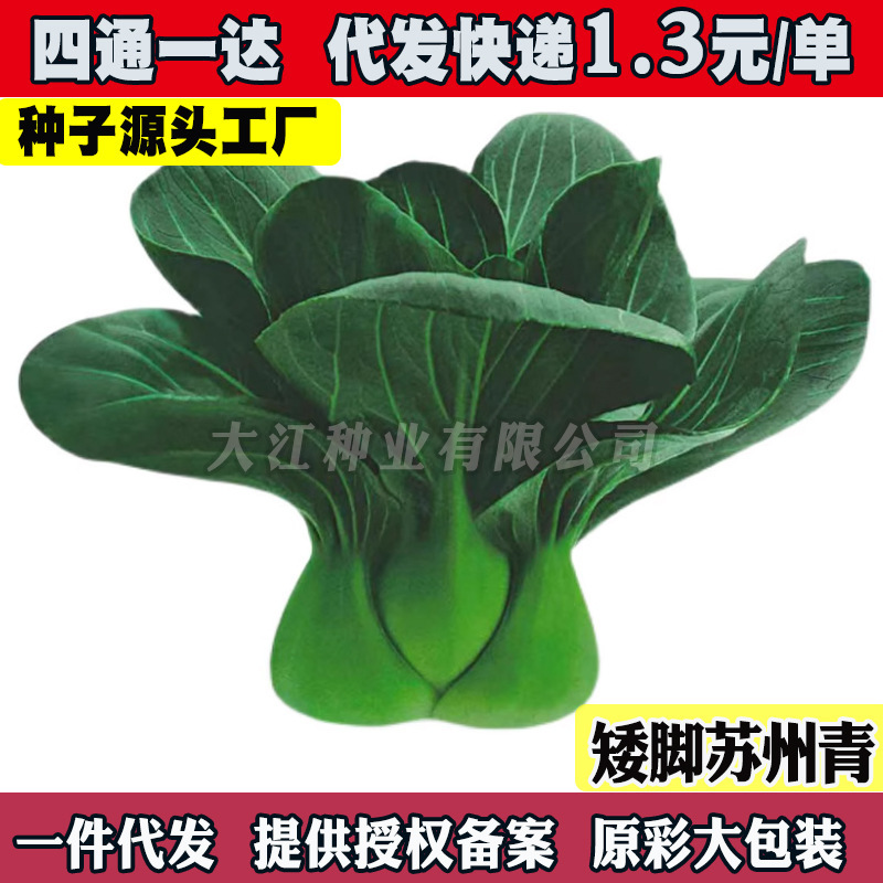 Black-Leafed Suzhou Green Seed Short-Legged Green-Stemmed Vegetables from January to December, Autumn and Winter Cold-Resistant Shanghai Green Farmers' Self-Grown Vegetables