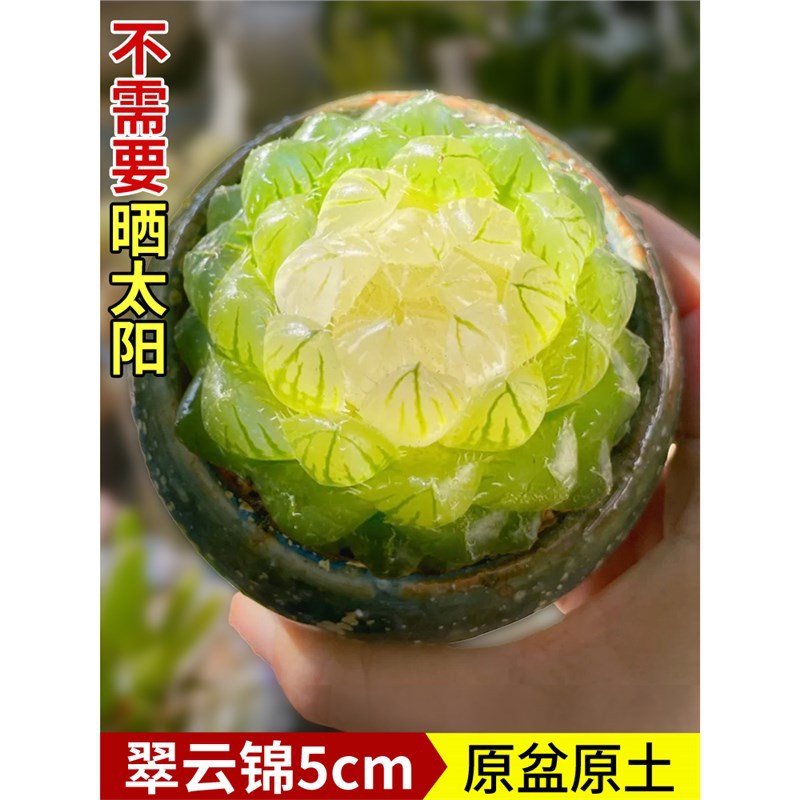 백련 추이윤 브로케이드 5cm + 플라스틱 화분