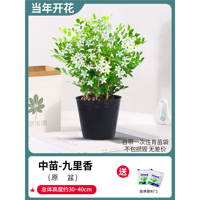 무성한 구리향 8~10그루 5년생(원토) + 비료