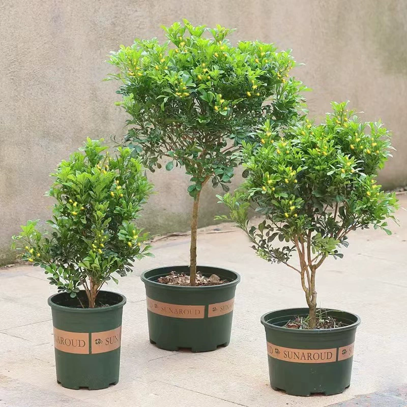 Дерево-образный Один полюс Милан зеленое растение горшечные цветы цветут непрерывно во все сезоны комнатные ароматные Цветочные растения вечнозеленые и часто старый ворс