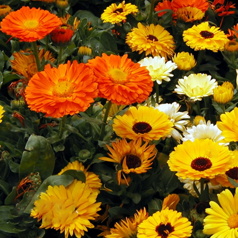 Осенне-зимняя посадка многолетних открытых семян цветов легко выращивать морозостойкая Календула Four Seasons легко жить семена цветов двор засухоустойчивые цветы и растения