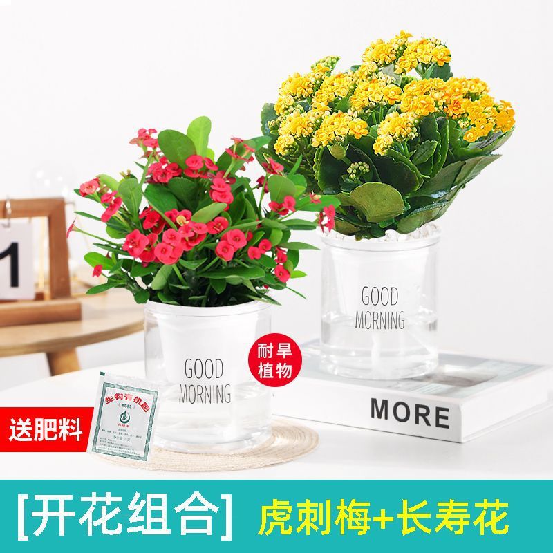 [화분 2개] 칼라 루나/호랑이 가시