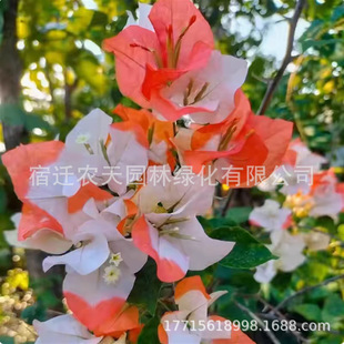 Mrs. Eva's Four-Season Flowering Double Green Cherry Bougainvillea Potted Lollipop Seedlings Balcony Florals and Flowering Plants