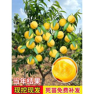 �Ҙ�����S�Ҙ�������ͥԺ���Թ�����ˮ���Ҙ�����ϱ����Nֲ