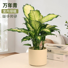 �f�����҃ȾGֲ����ˮ����B�k���҃����՚��ļ�����ֲ���������