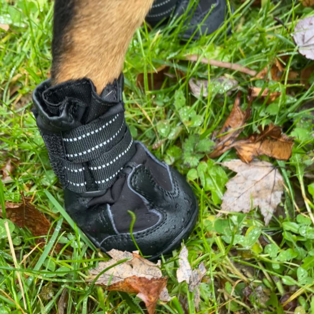 Los zapatos para mascotas a prueba de agua Four Seasons Golden Retriever Husky y otros fabricantes de zapatos para perros pueden enviar productos para Mascotas Fábrica