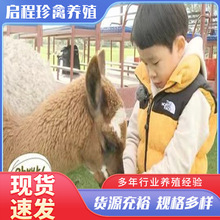 宠物乐园景区观赏萌宠互动动物出售羊驼幼崽萌宠展览