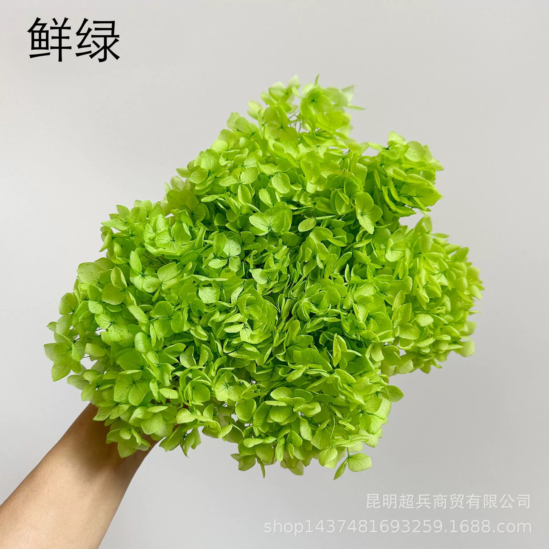 [Вечная Life Flower Hydrangea] Анна Градиентный цвет Лист Hydramid Книга цветов оптом DIY цветочная коробка материал для просмотра