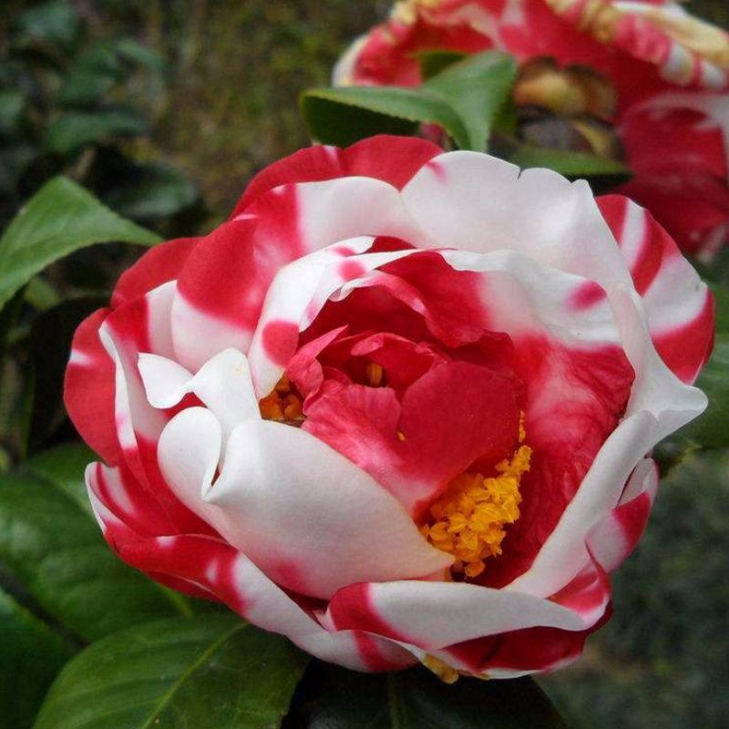 화허링 5년생 모종(새싹이 많음)에 영양비료를 첨가함