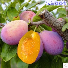 ��÷Ů�����������Ե����ϱ����Nֲ���Ә���޽�������箔��Y��