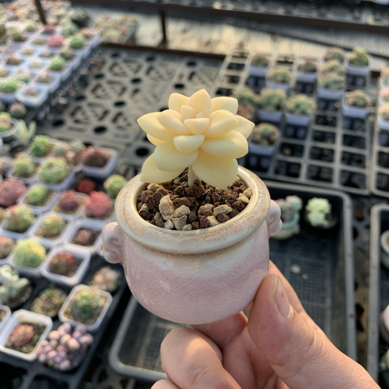小さな多肉植物、超かわいい、貴重で希少な親指鉢、ミニ鉢植え、鉢付き多肉植物鉢植え、小さな古い支柱|undefined