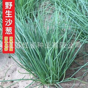 Ұ��ɳ�[�N��ɳ�[�߮a���͟��ͺ��ͺ�����ͥԺ�̨�ļ��߲˷N��