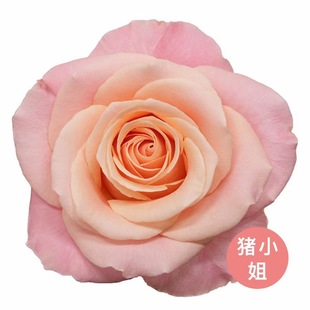 Miss Zhu Miss Piggy Single Head Rose Orange Pink Yunnan Kunming Flower Base Straight Hair Origin Direct Sales Sf Package